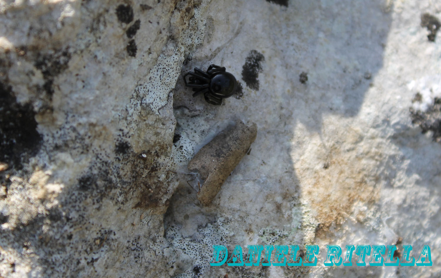 Steatoda paykulliana